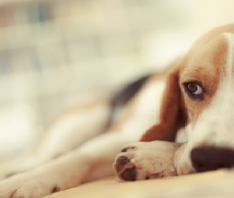 Erkänna och hantera hundparvovirus hos små hundar
