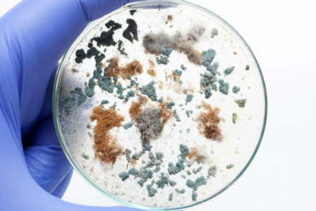 Säkerställa tillförlitlig mikrobiell odling med tryptikas sojabuljong av Baibo Biotechnology: Ett föredraget val för globala laboratorier