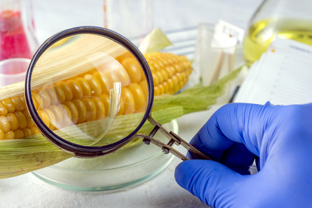 Babios Ochratoxin en snabb testkassett - säkerställer global livsmedelssäkerhet