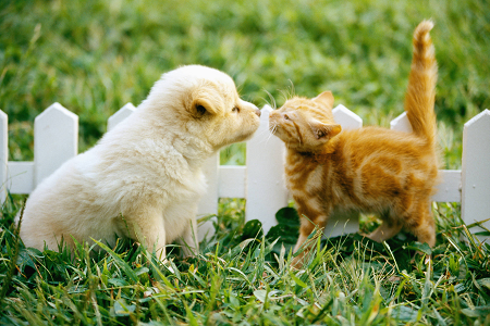 Lanserar tillförlitlig Toxoplasma gondii -antigen (Toxo AG) testpaket för husdjurshälsa