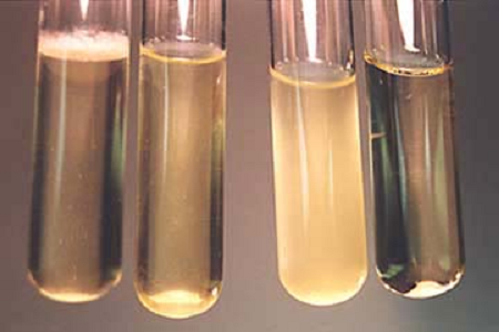 Babio lanserar högpresterande Brain Heart Infusion Broth för Global Microbiology Labs