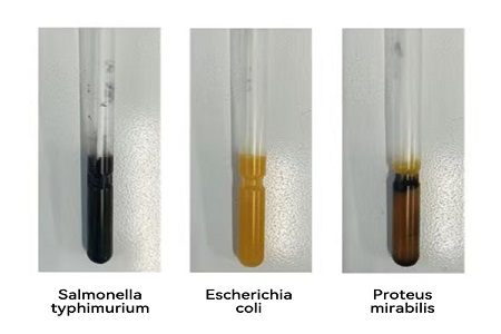 BABIO lanserar högpresterande transportmedium (SS-typ) för tillförlitlig global mikrobiell provöverföring