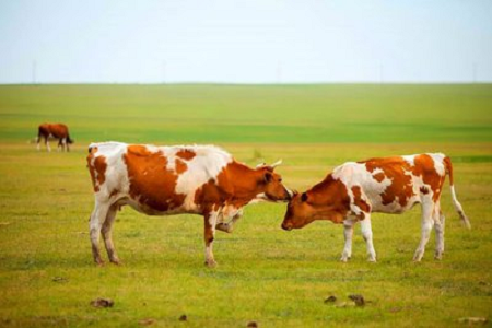 BABIO introducerar högkänslig nötkreatursdräktighetstestsats för modern boskapsuppfödning