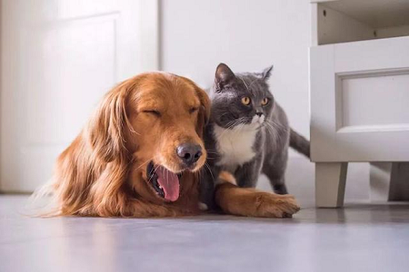 BABIO utökar veterinärsnabbtestportföljen för global djursjukvård