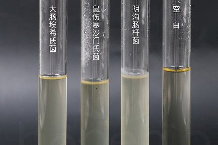 Babio Biotechnology lanserar högpresterande hjärnhjärtinfusionsbuljong för pålitlig mikrobiell odling