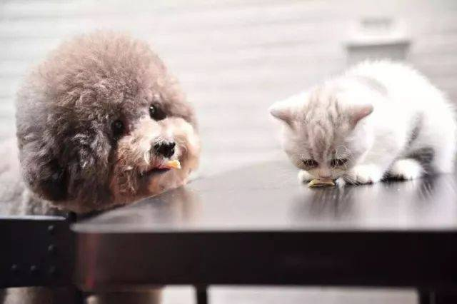 Snabb FPV Ag-testsats för upptäckt av pestvirus hos katter